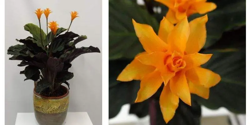 Калатея кроката Тасмания Д15 