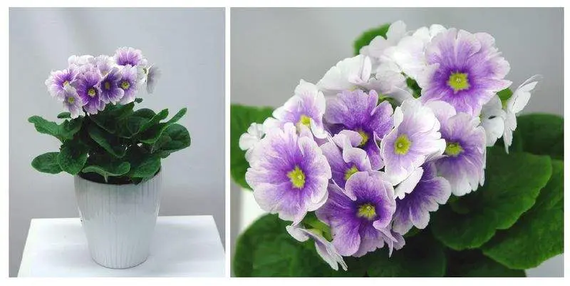 Примула Обконика Д12