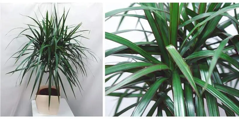 Драцена Маргината (Подсвечник) Д17 