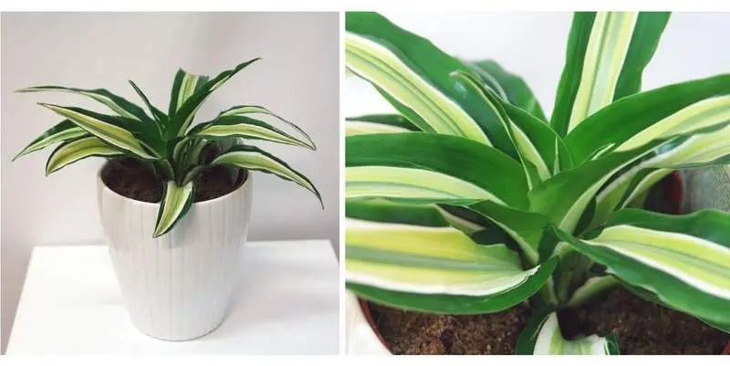 Драцена Малайка Д12 Н23