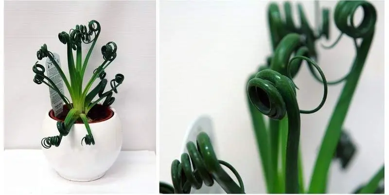 Альбука Спиральная (кашпо керамика) Д15 Н25