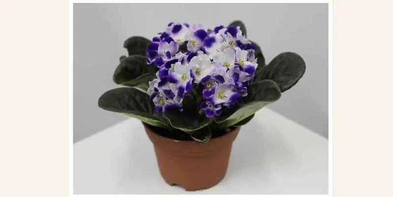 Фиалка Хелена микс Д10