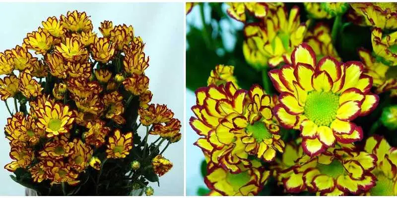 Рома Феста (95)